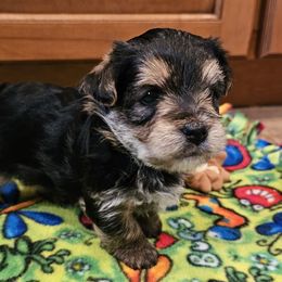 Boy 3 - Black and tan male Yorkshire Terrier puppy in Plainwell, Michigan from Preuss Puppies