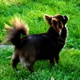 Piper - Chihuahua