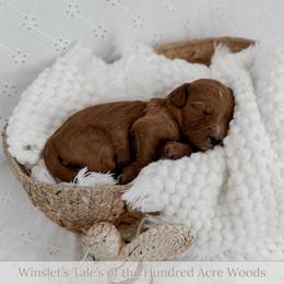 Tigger - Red  male Goldendoodle puppy in Roanoke Rapids, North Carolina from Sweeter than Honey Doodles