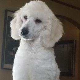 Poodle Puppies from Standard Hearts