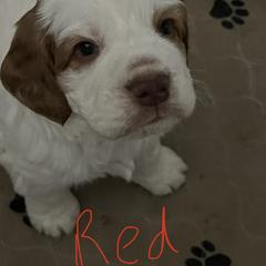 Clumber Spaniel Puppies from Briton Clumber Spaniels