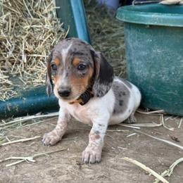 Puppy 1 - Black and tan male Dachshund puppy in Riverside, California from Saddle Up Dachshunds