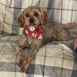 Ruby - Cavapoo