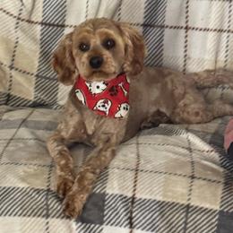 Ruby - Cavapoo