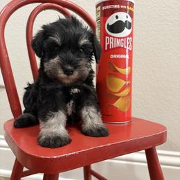 Blue boy - Black and silver male Miniature Schnauzer puppy in Garrison, Texas from RNH Schnauzers