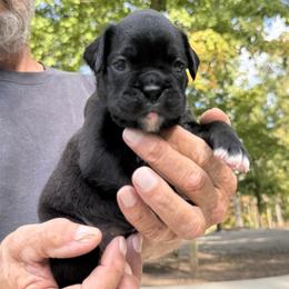 Abigail - Brindle female Boxer puppy in Taft, Tennessee from Hillbillie Boxers