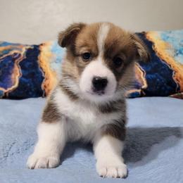 Cosmo - Red male Pembroke Welsh Corgi puppy in Palm Bay, Florida from Space Coast Corgi