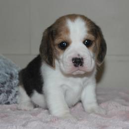 Prairie - Black tan and white female Beagle puppy in Morrill, Kansas from Kelle Beagles