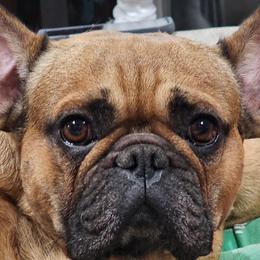 Clyde - French Bulldog