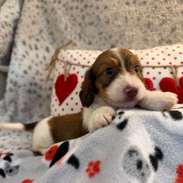 Easton (2800) - Piebald male Dachshund puppy in Hensley, Arkansas from The Dachshund Barn