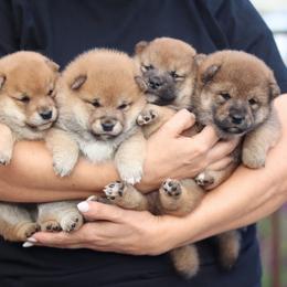 Sunny - Red female Shiba Inu puppy in Napa, California from Shinin Shibas