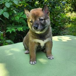 Mia - Sesame female Shiba Inu puppy in Illinois from Precious-Puppies