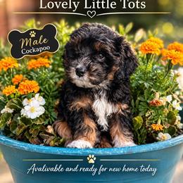 Bear - Black white and tan male Cockapoo puppy in Griffin, Georgia from Rawls Lovely Little Tots