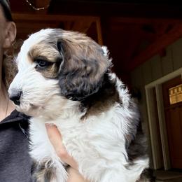 Sequoia - Black and white female Sheepadoodle puppy in Roseburg, Oregon from Sharon’s Sheepadoodle’s