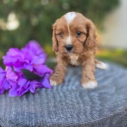 Rowan - Red male Cavapoo puppy in Decatur, Illinois from Petite Pups