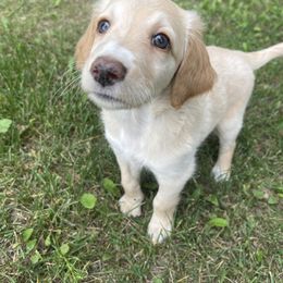 Girl 2 - Goldendoodle puppy in Palmer, Alaska from Northern Aussiedoodles