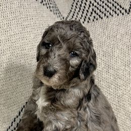 Goldendoodles from Doodles Are Golden