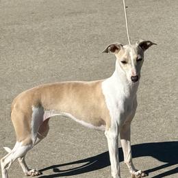 Cookie - Italian Greyhound