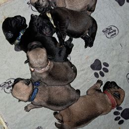 Black and white collar - Silver male Pug puppy in Elma, Washington from Kismet Kennels, Exclusively Pugs