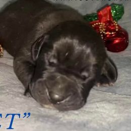 Comet - Great Dane puppy in Loris, South Carolina from Outback Danes