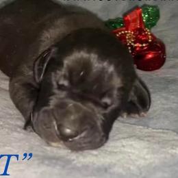 Comet - Great Dane puppy in Loris, South Carolina from Outback Danes