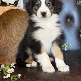 Sadie- Has Tail and Videos - Black tri-color female Australian Shepherd puppy in Troy, South Carolina from Lana Corley- Australian Shepherds of 3/W Farms
