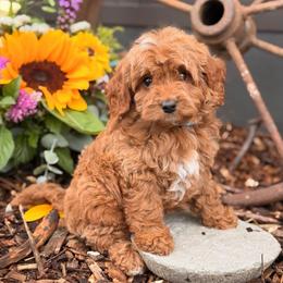 Silas - Red male Cavapoo puppy in Oxford, Pennsylvania from FriendlyPals