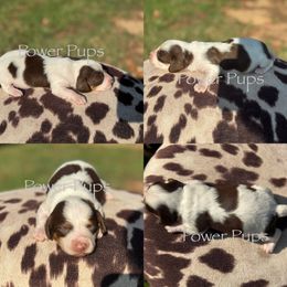 Smarty - Piebald male Dachshund puppy in Detroit, Texas from Power Pups