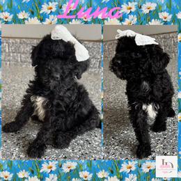 Luna (G1) - Black female Goldendoodle puppy in Ankeny, Iowa from Iowadoodles2love