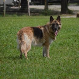 Kitty - German Shepherd