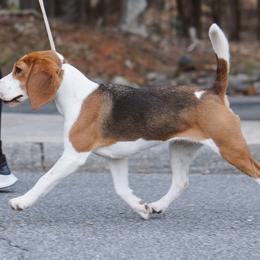 Beagles and Whippets from Sinaj
