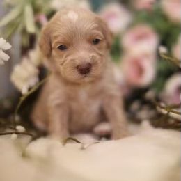 Australian Labradoodle Puppies from Majestic Labradoodles