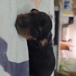 Black and tan (small) - Black and tan male Dachshund puppy in West Plains, Missouri from Spring Creek Dachshunds