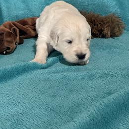 Piper - Light golden female Golden Retriever puppy in Ennis, Texas from Amberidge Golden Retrievers