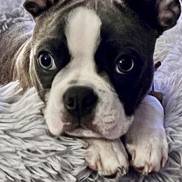 Boston Terrier Puppies from Christy's Boston Butts