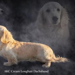 Ghost - Dachshund
