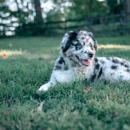 Companion Cross Puppies from Red Maple Farm