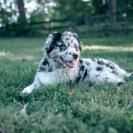 Companion Cross Puppies from Red Maple Farm