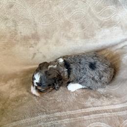 Rita - Blue merle female Bernedoodle puppy in Warrensburg, Missouri from Dreamer Ridge Puppies