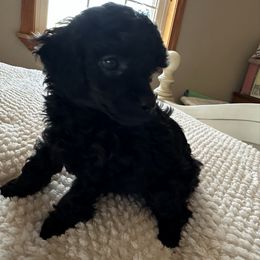 AKC GUCCI - Black female Poodle puppy in Everton, Missouri from Lucky Dog Poodles