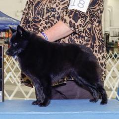 Schipperke All Grown Up from Safari Schipperkes