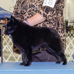 Schipperke All Grown Up from Safari Schipperkes