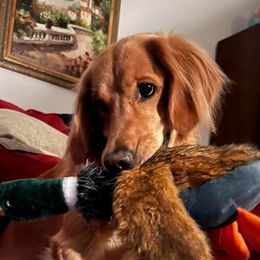 Golden Retrievers from CosmicGold Retrievers