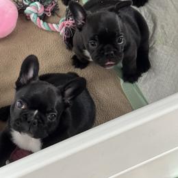 French Bulldog Puppies from Diamonds Frenchies