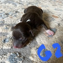 Girl 2 - White and chocolate female Rat Terrier puppy in Red Bluff, California from Sugar Baby Bostons