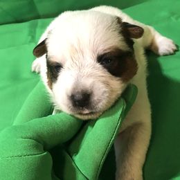 L61-01 - Red speckled female Australian Cattle Dog puppy in Sheridan, Oregon from 6pk Cattledogs