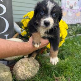 Pooh - Black tri-color male Australian Shepherd puppy in Caro, Michigan from White Tail Australian Shepherds