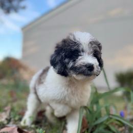 Mateo - Merle male Goldendoodle puppy in Jacksonville, Florida from Dandelion Doodles