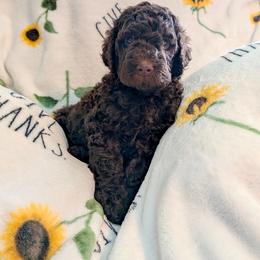 Rolo - Chocolate male Goldendoodle puppy in Surprise, Arizona from Gentle Paw Poodles and Doodles