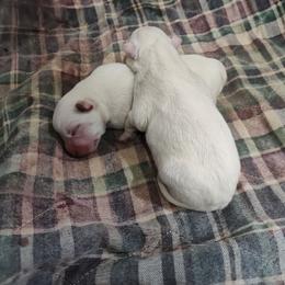 Pup 1 - Blue speckled male Australian Cattle Dog puppy in Morganton, North Carolina from Trinity C Acres